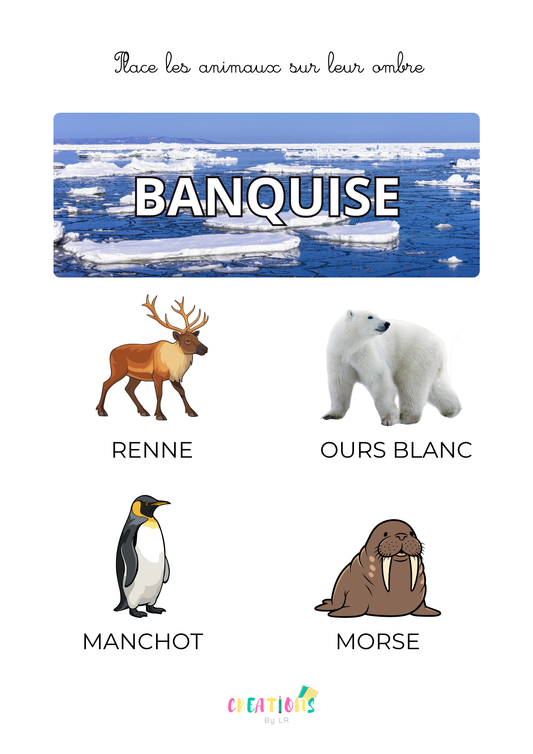 Animaux de la banquise 🐧